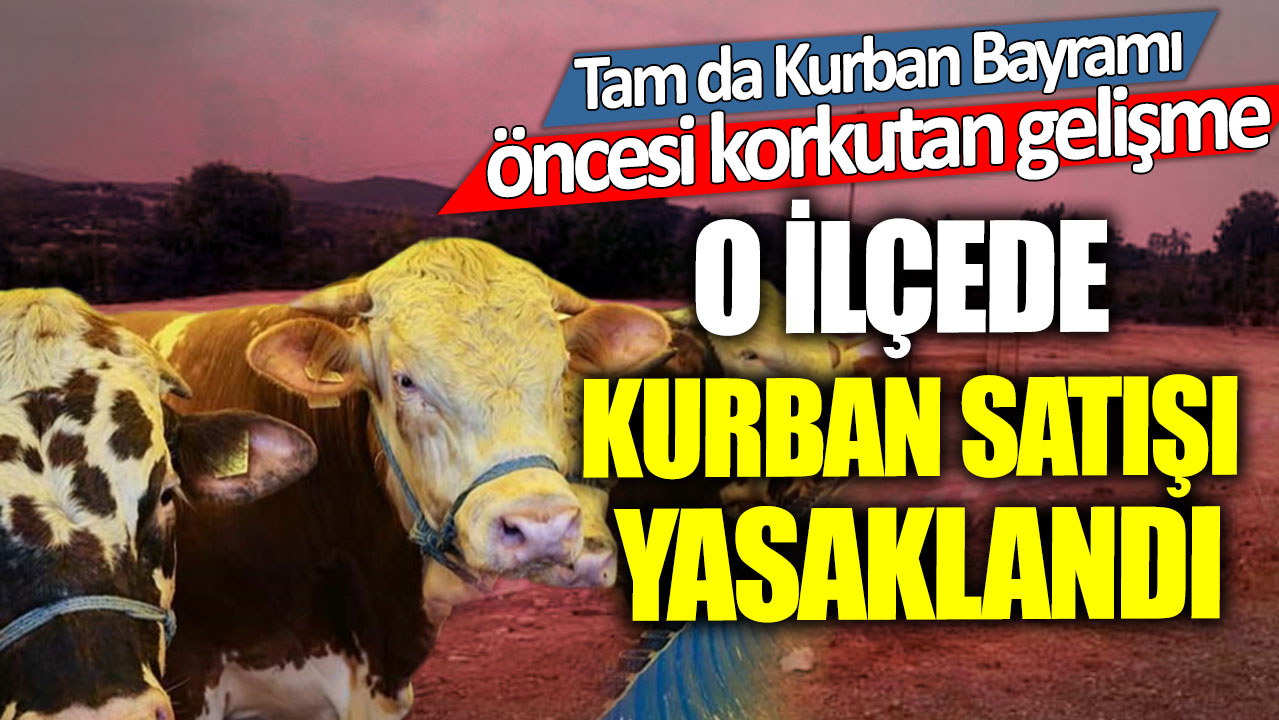 O ilçede kurban satışı yasaklandı! Tam da Kurban Bayramı öncesi korkutan gelişme