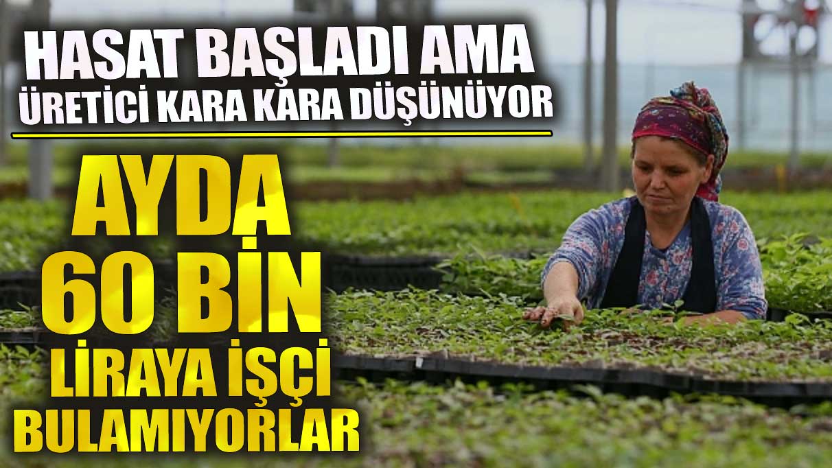 Ayda 60 bin liraya işçi bulamıyorlar! Hasat başladı ama üretici kara kara düşünüyor