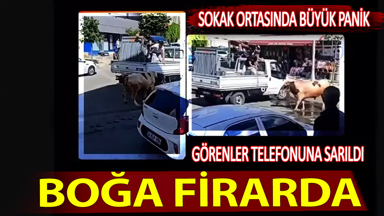 Boğa firarda... Sokak ortasında büyük panik. Görenler telefonuna sarıldı