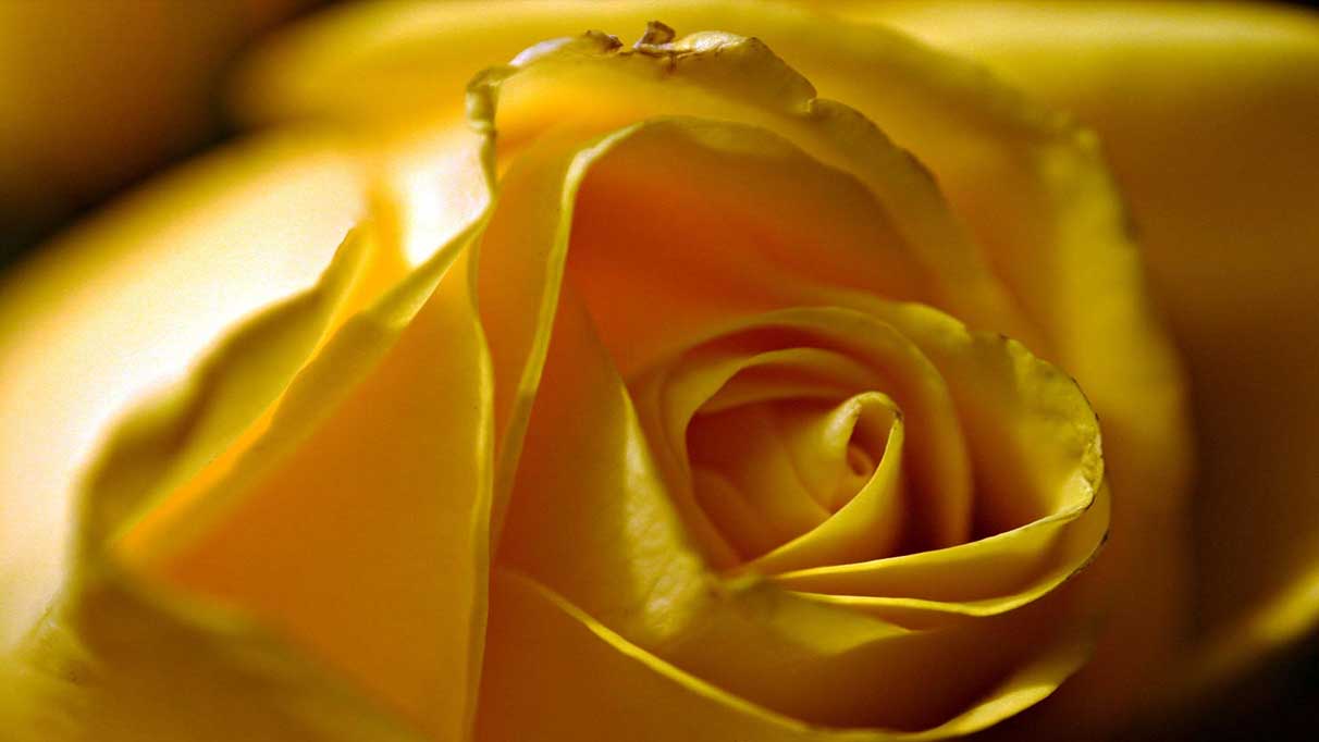 Rüyada sarı gül görmek ne anlama gelir?