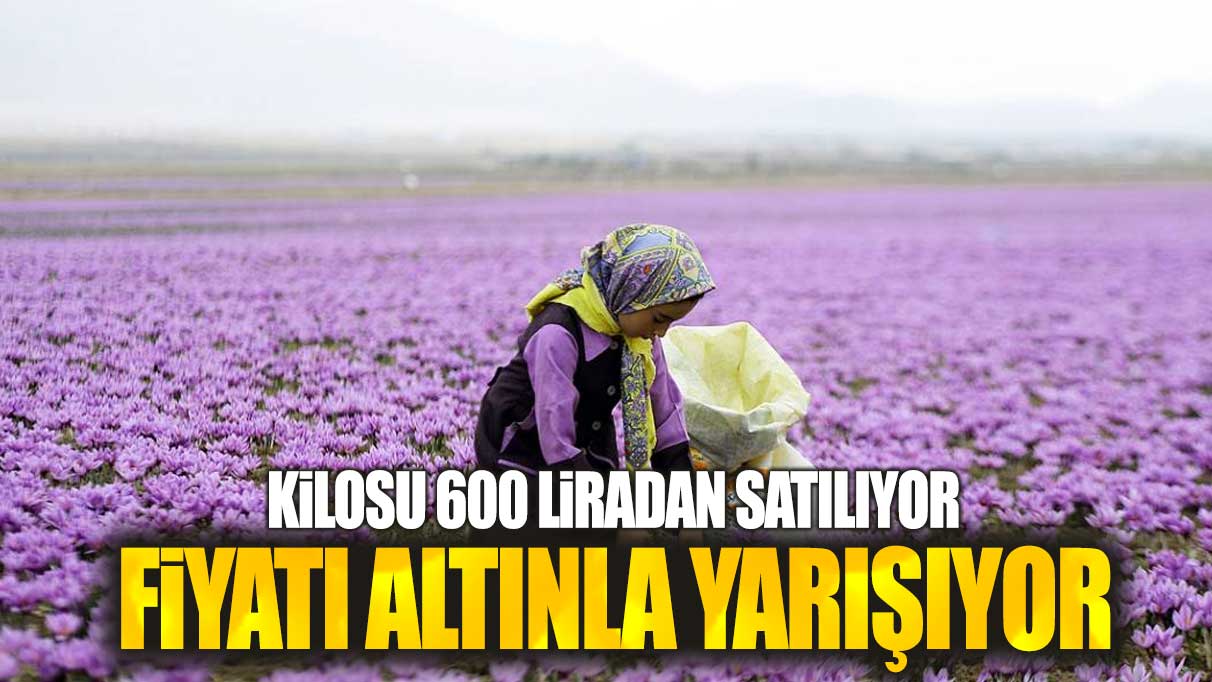 Kilosu 600 liradan satılıyor: Fiyatı altınla yarışıyor