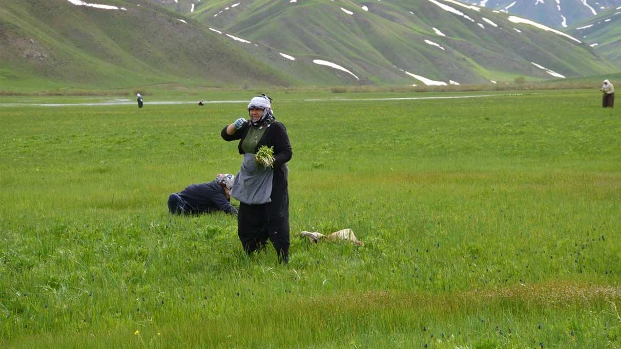 Kilosu 100 lira! Adeta doğal ilaç. Bağırsakları motor gibi çalıştırıyor