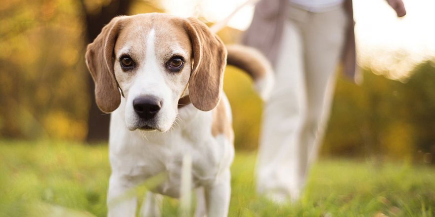 Köpeğini yürüyüşe çıkarmayan 2 bin 700 dolar ödeyecek!