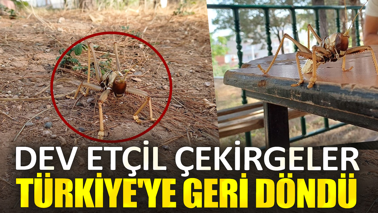 Dev etçil çekirgeler Türkiye'ye geri döndü