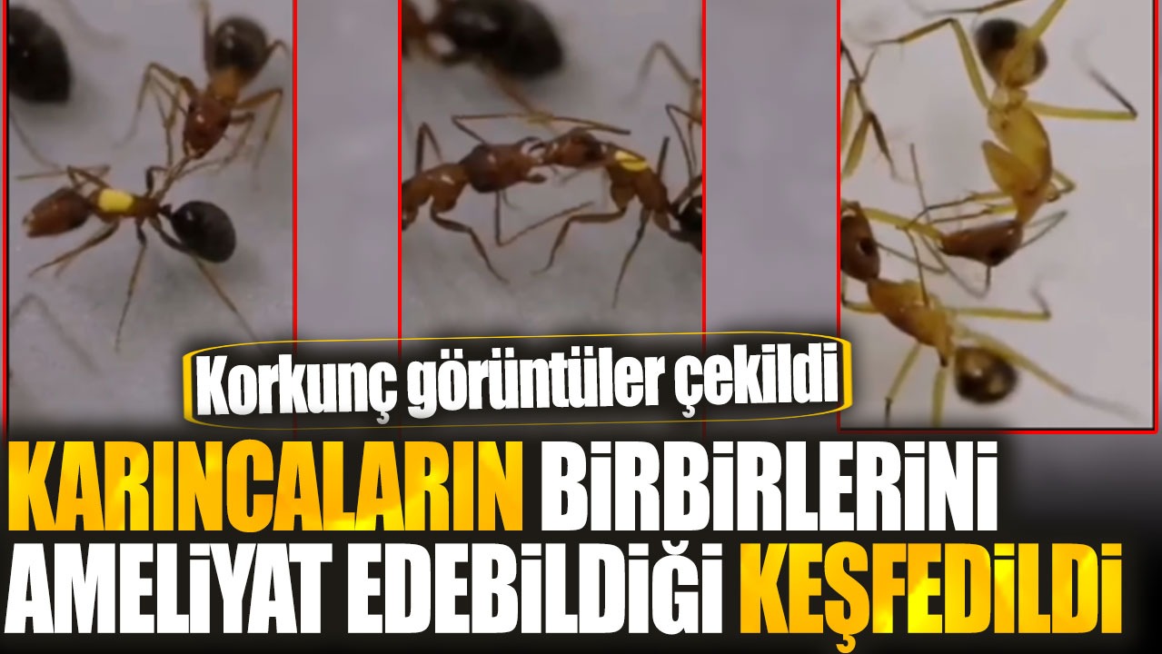 Karıncaların birbirlerini ameliyat edebildiği keşfedildi. Korkunç görüntüler çekildi