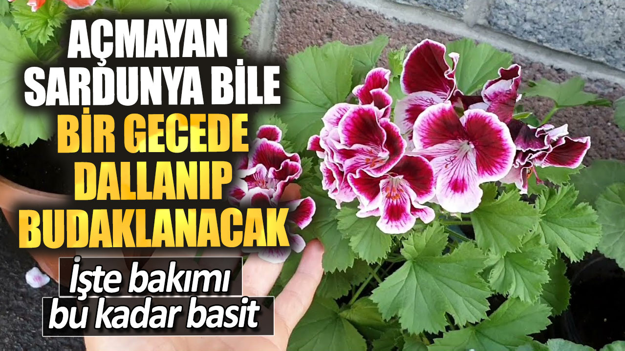 Açmayan sardunya bile bir gecede dallanıp budaklanacak. İşte bakımı bu kadar basit