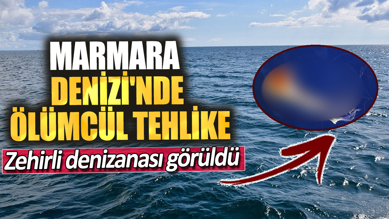 Marmara Denizi'nde ölümcül tehlike.  Zehirli denizanası görüldü