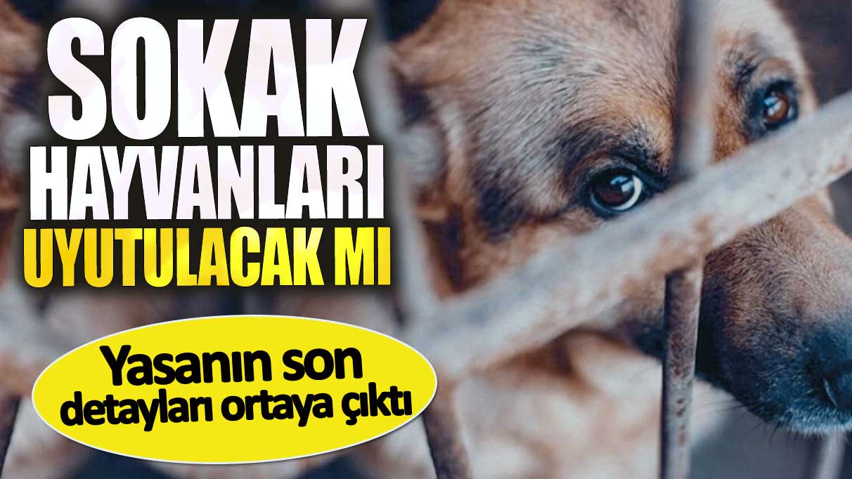 Sokak hayvanları uyutulacak mı. Yasanın son detayları ortaya çıktı