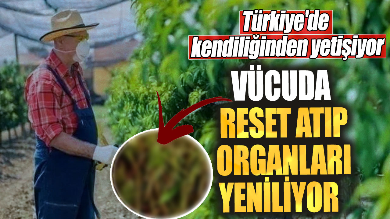 Türkiye'de kendiliğinden yetişiyor. Vücuda reset atıp organları yeniliyor