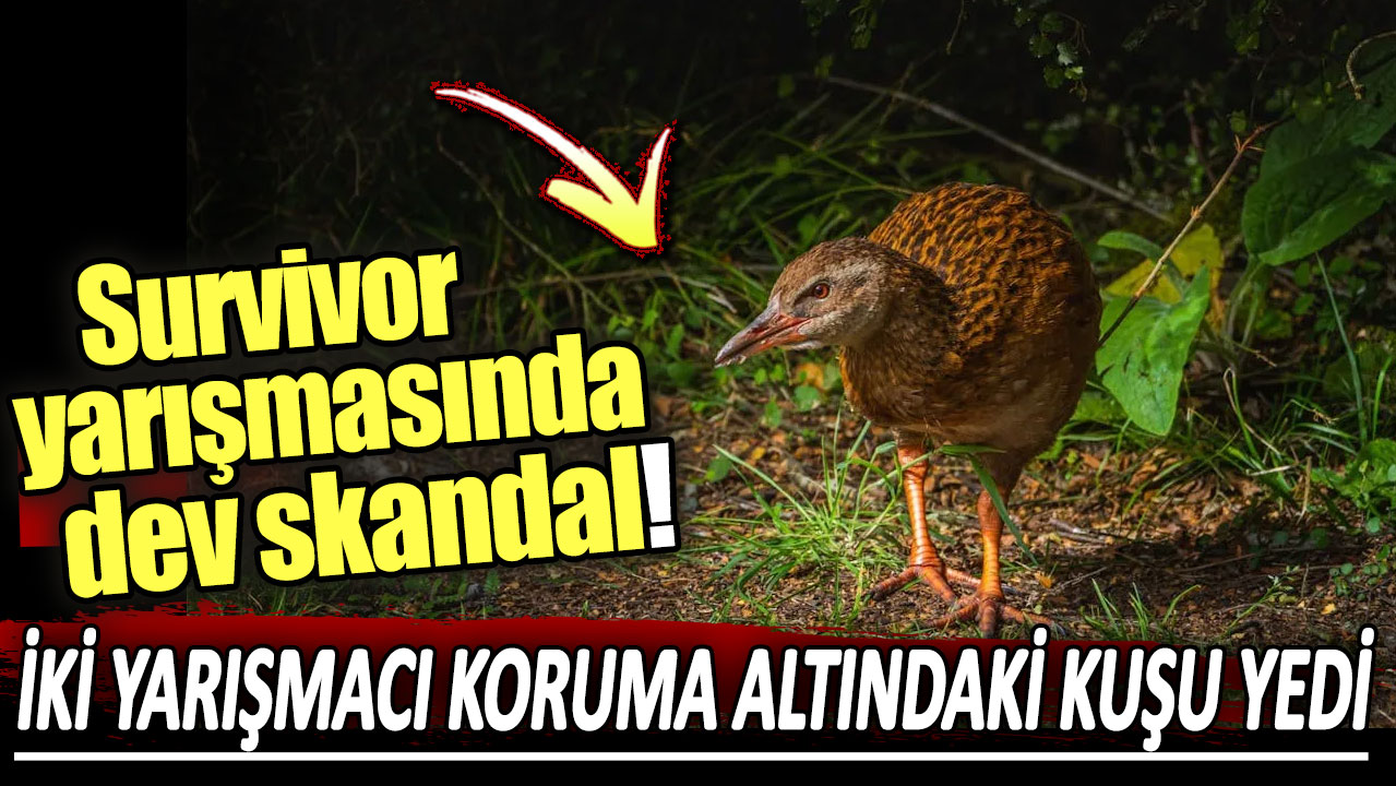 Survivor yarışmacıları koruma altındaki kuşu yedi