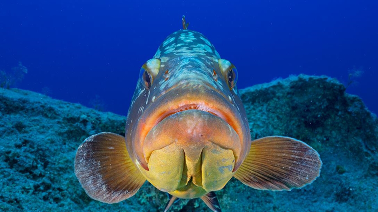 Araştırma: Deniz seviyesindeki değişimler erken dönem canlı çeşitliliğinde etkili