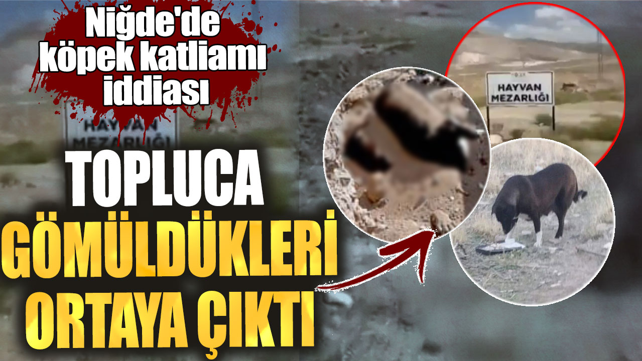 Niğde'de köpek katliamı iddiası! Topluca gömüldükleri ortaya çıktı