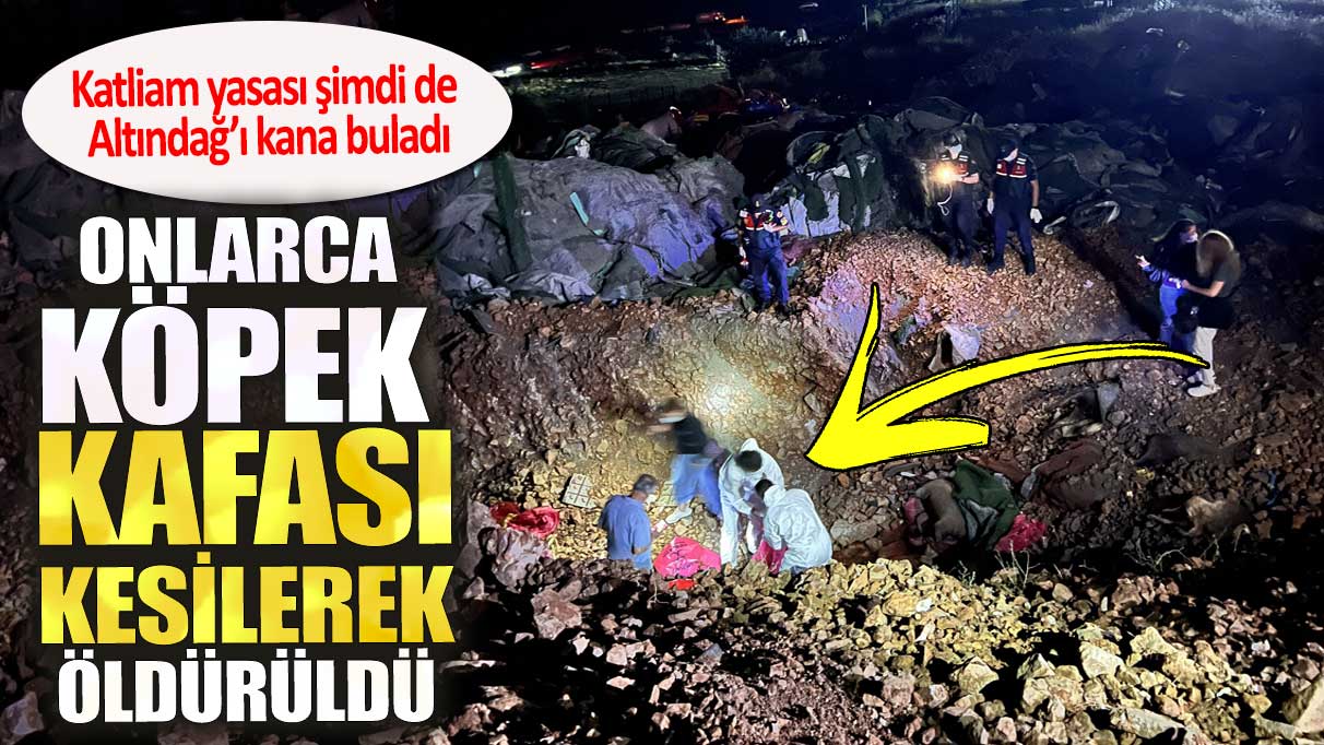 Onlarca köpek kafası kesilerek öldürüldü. Katliam yasası şimdi de Altındağ’ı kana buladı