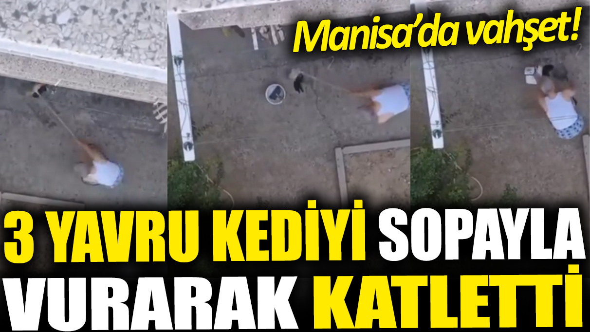 3 yavru kediyi sopayla döverek öldürdü: Manisa'da vahşet