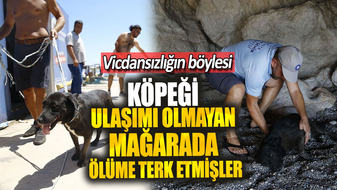 Vicdansızlığın böylesi! Köpeği ulaşımı olmayan mağarada ölüme terk etmişler