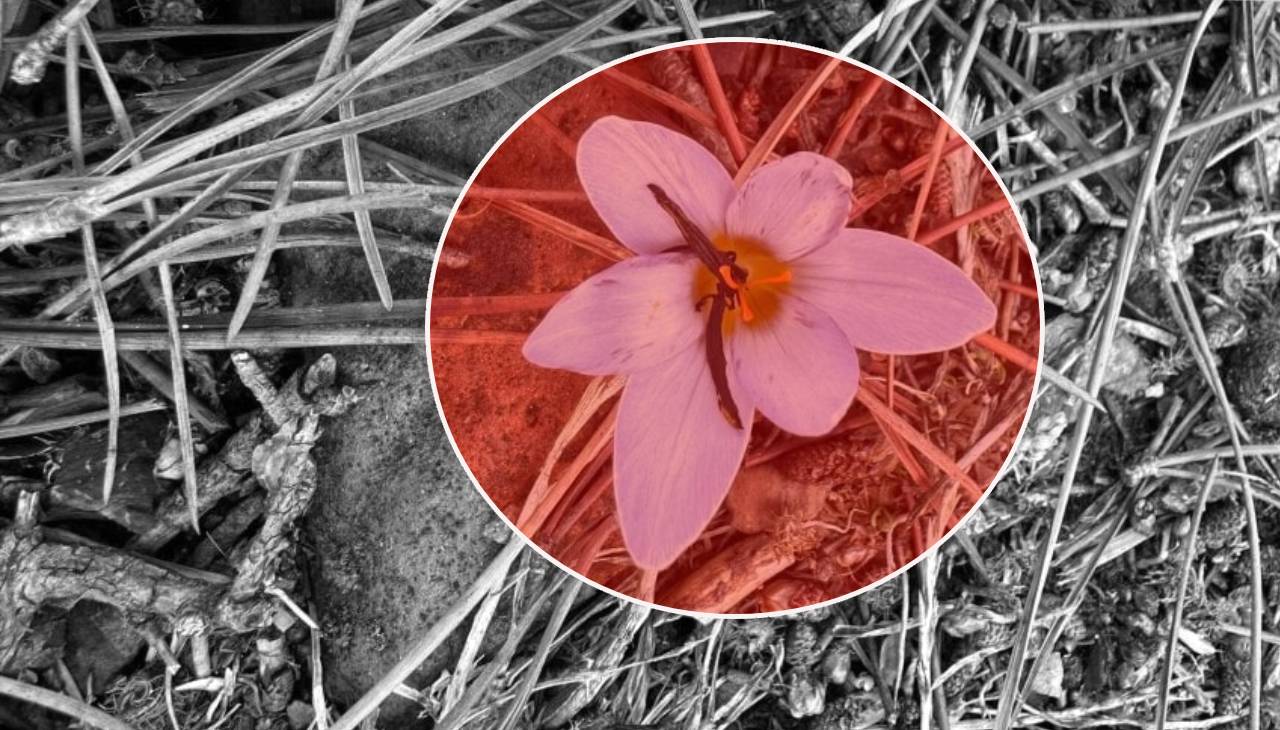 Cezası 387 bin lira! Yılda 15 gün açıyor, jandarma koruyor