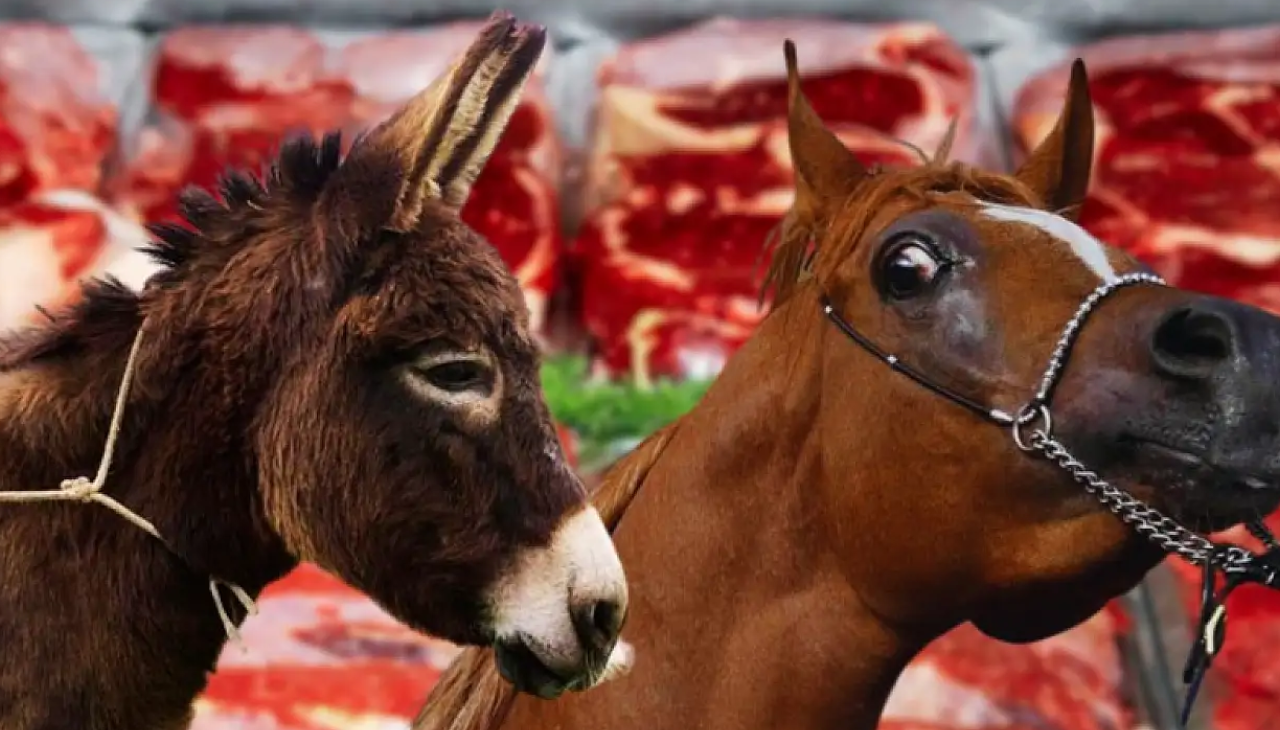 Kırmızı ette mide bulandıran hile: İşte en çok at ve eşek eti yediren iller