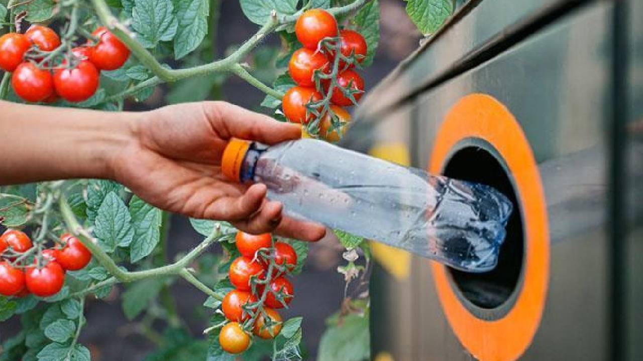 Pet şişe ile hasat yapılıyor, veriminde rekor artış oluyor