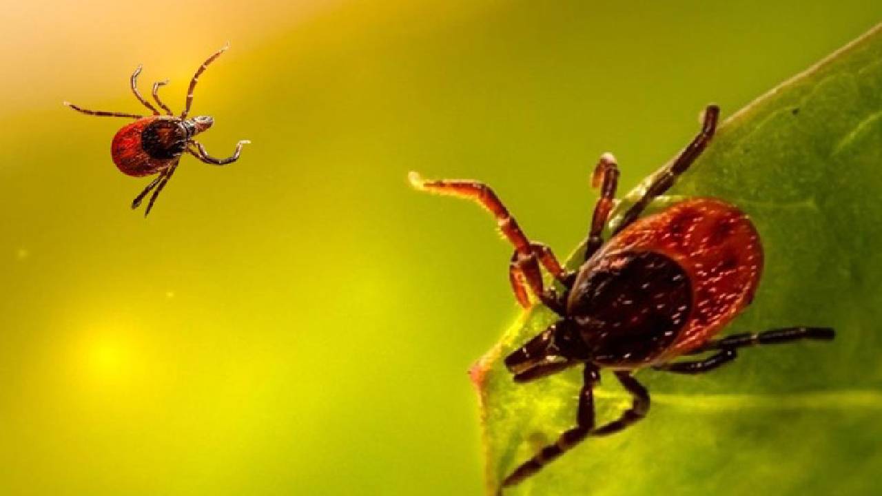 İstanbul’da Kene Alarmı: Vakalarda Patlama Var! Kabus Sessizce Büyüdü