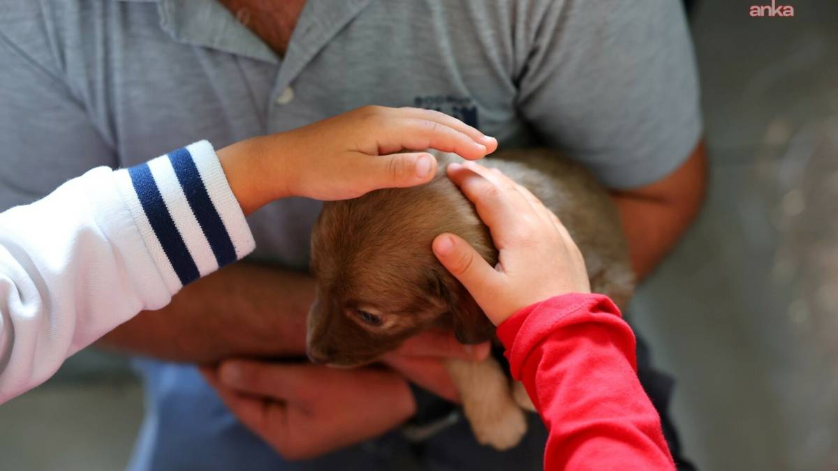 Bodrum Belediyesi sokak hayvanlarını unutmadı