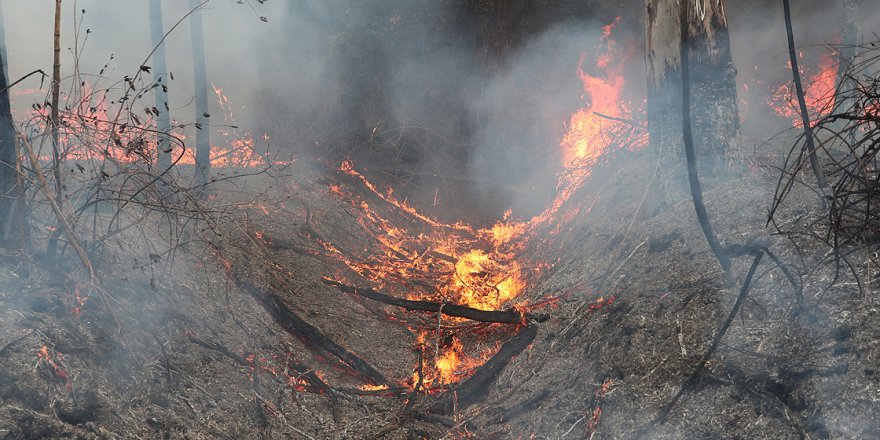 Avustralya’daki orman yangınlarında 30 ev yandı