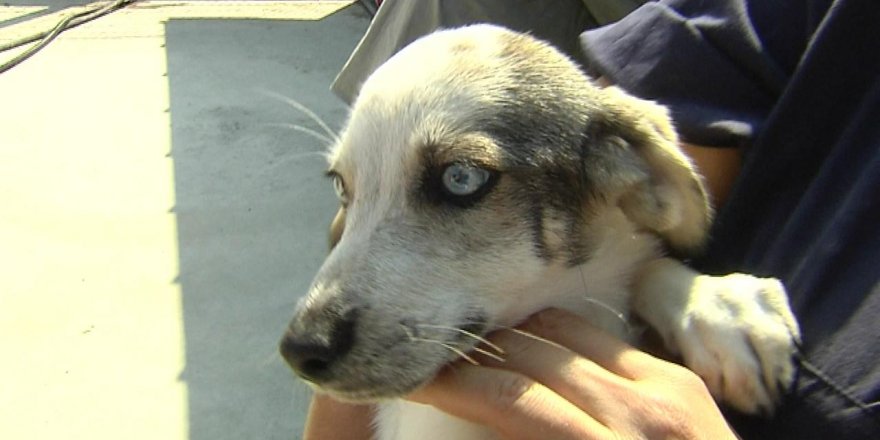 Hayvan hakları için cezalar 'artırılacak ve uygulanacak'
