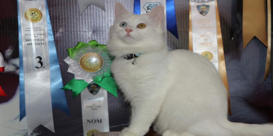 Van kedisi Su, uluslararası yarışmada bütün ödülleri topladı