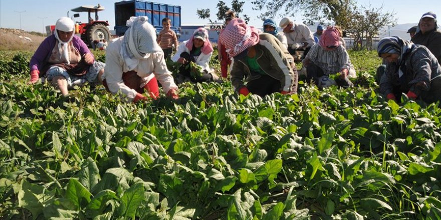 Çiftçiye ıspanak eğitimi veriliyor