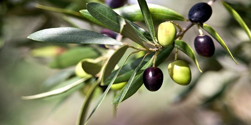 Zeytin yaprağının muhteşem faydası... O sorunu 5 günde bitiriyor!