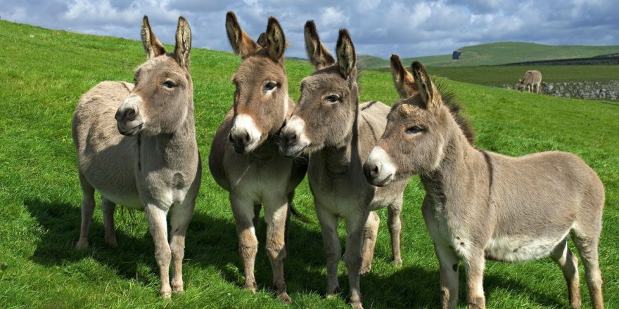 Türkiye'nin Sudan'dan at, eşek ve katır eti ithal etmesi tepki çekiyor!