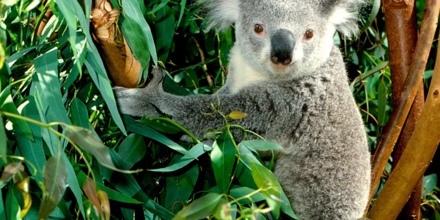 Avustralya'daki yangından 8 bin koala öldü!