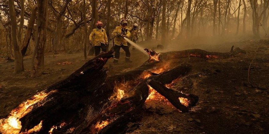 Avustralya'daki yangınlar 113 canlı türünü tehlikeye atıyor