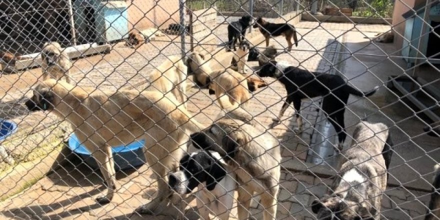 Adana'da korona virüs nedeniyle aç kalan köpekler birbirlerini yedi!