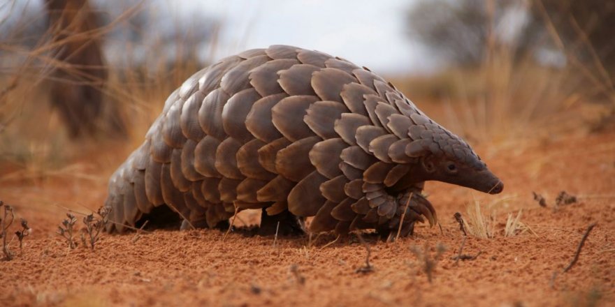 Pangolin korona virüsün benzerini taşıyor