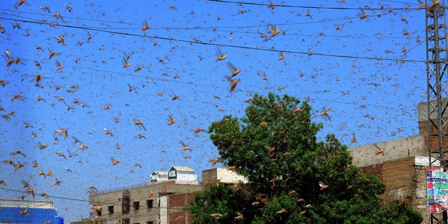 O ülkede korkutan görüntü: Çekirgeler OHAL ilan ettirdi