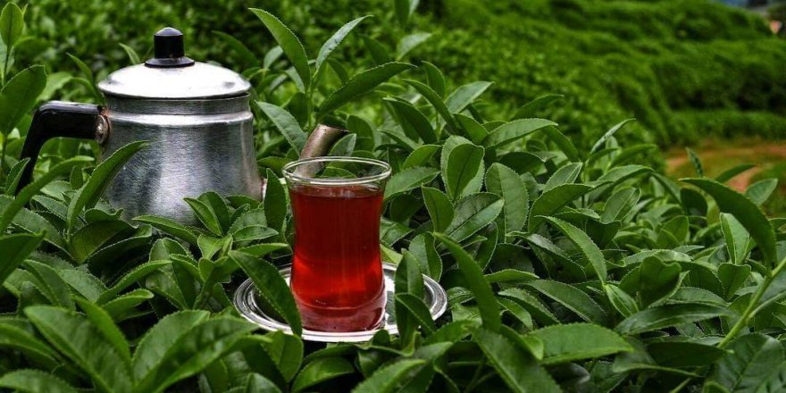 Çay tiryakilerini üzecek haber...Rize çayı diye  içtiğimiz şey aslında...