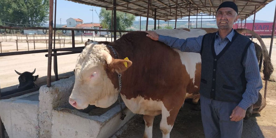 1 ton 100 kiloluk tosun bakın kaç paraya alıcı buldu