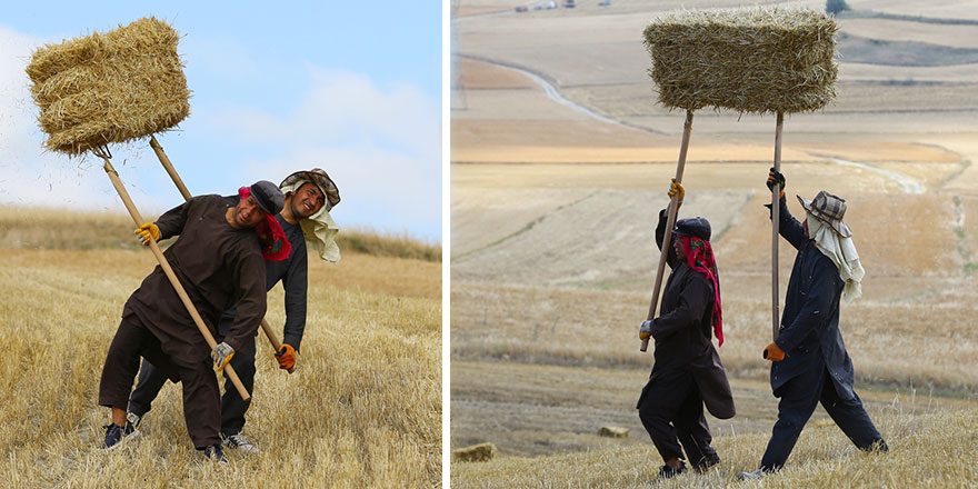 Başkent'te buğday hasadı başladı