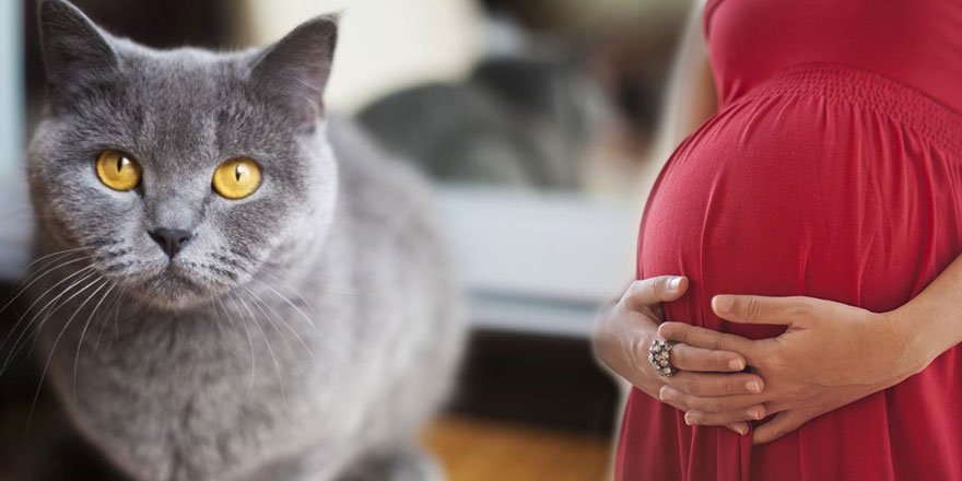 Görülmemiş olay! Kedisi yüzünden hamile kaldı