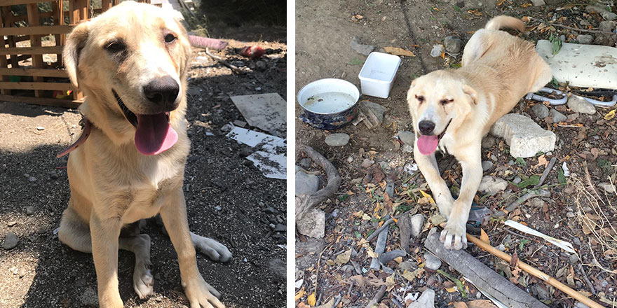 Bıçaklayarak yaraladığı köpeği serbest kaldıktan sonra öldürdü