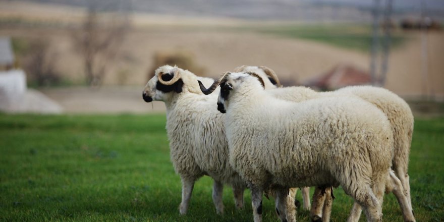 Kurban kesecekleri sevindirecek haber