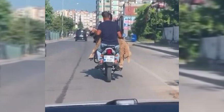 Kurbanlık hayvanı motosikletle taşıdılar