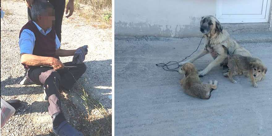 İğrenç olay! Yaşlı adam köpeğe tecavüz ederken yakalandı