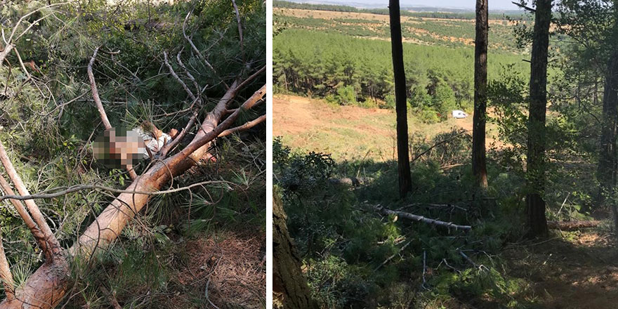 Üzücü olay Edirne'de yaşandı: Kestiği ağaç üzerine devrilince...