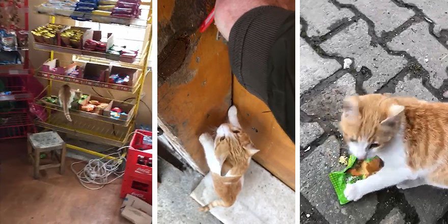 Böyle bir kedi sadece Türkiye'de olur! Her sabah markete girip bir tek onu yiyor