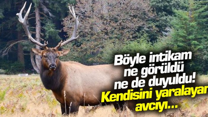 Böyle intikam ne görüldü ne de duyuldu! Kendisini yaralayan avcıyı...