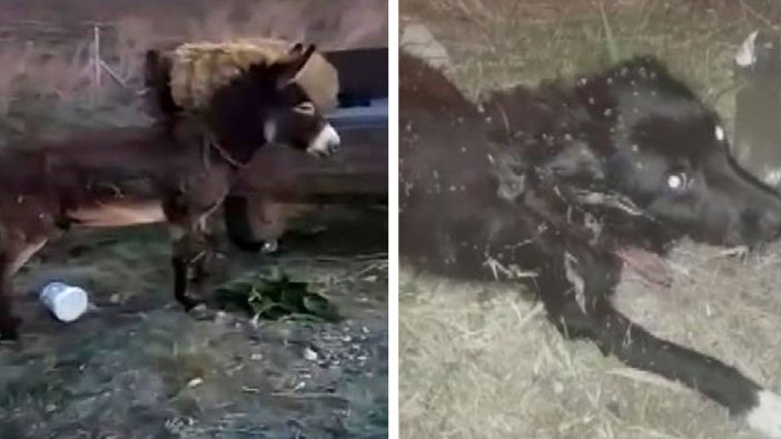 Eşek ve köpeği traktörün arkasına bağlayıp sürükledi