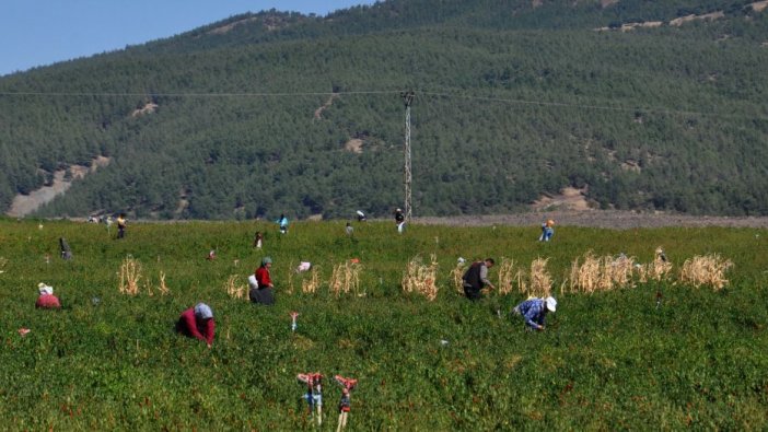 Tarla sahibi mevsimlik işçi bulamayınca kırmızı biberleri köylülere dağıttı