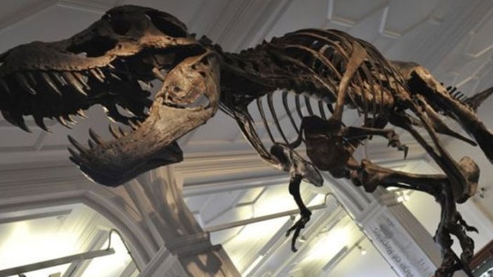 67 milyon yıllık T-Rex fosili rekor fiyata satıldı