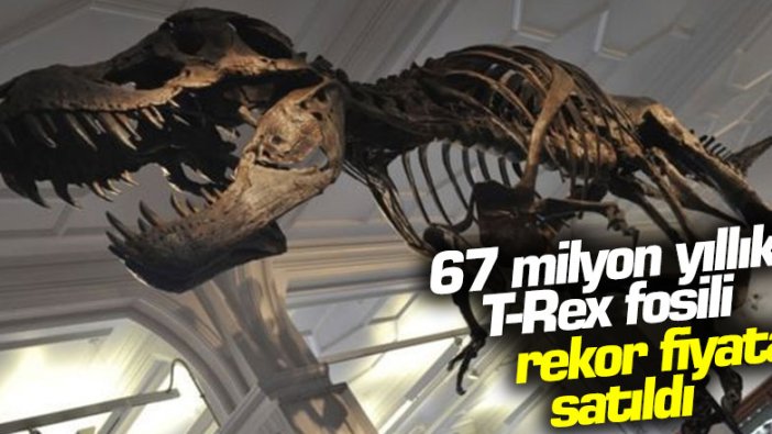 67 milyon yıllık T-Rex fosili rekor fiyata satıldı